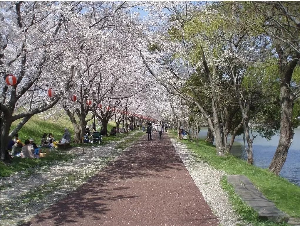 🏞️ 사카즈 공원 (사카즈 코엔) 이미지 5